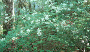Alabama azalea in the landscape